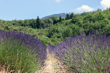 Fototapeta na wymiar Two rows of lavender on a plantation in Provence, France (selective focus)
