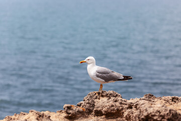 Silver lone well-groomed seagull in profile on rocks of Biscay Bay against backdrop of blurred sea