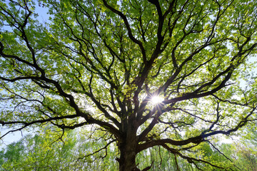 Oak tree in Notre-Dame forest. Ile-De-France region