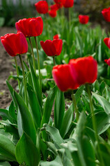 Beautiful red flowers - tulips.