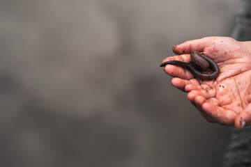 Earthworm in child's hands after rain