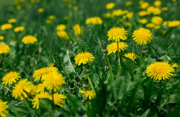 Fototapeta premium Yellow dandelion flowers with green leaves blurred background