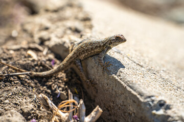 Eastern Fence Lizard (Sceloporus undulatus) sitting on a rock. 