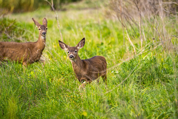 A mother deer and her fawn in the meadow. Two California Mule Deer (Odocoileus hemionus californicus) graze in the meadow.