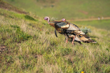 Wild turkeys (Meleagris gallopavo) walk on the hillside. Turkeys in their natural habitat.