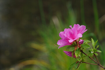 ピンクのツツジ