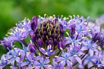 鮮やかなオオツルボ花