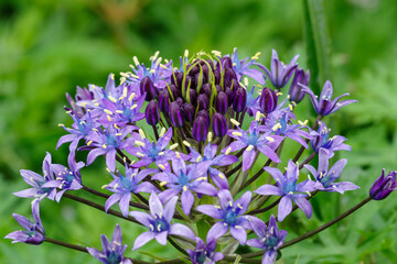 鮮やかなオオツルボ花