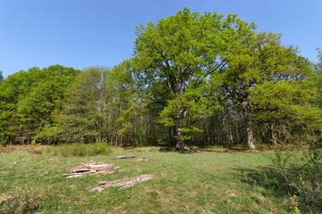 Piles of cut wood in Ile-De-France region. Notre-Dame forest