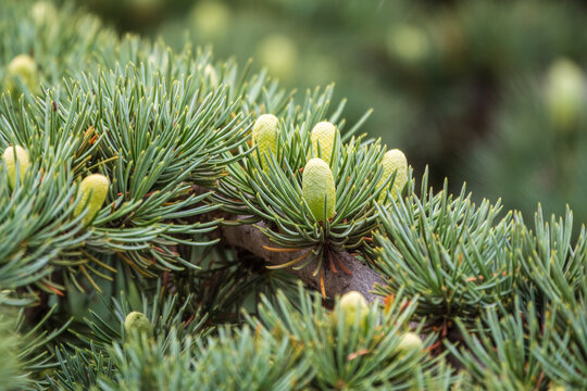 Branch of an Atlas cedar with needles and cones. Cedar Atlas Lat. Cedrus atlantica - large evergreen cedar tree with needle leaves. Branch with pollen cones.