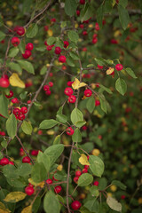 Many small red apples on the branch. Gold autumn