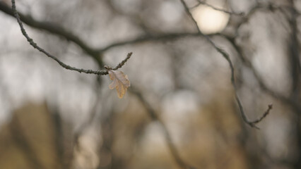 few oak leaves on a branch in late autumn