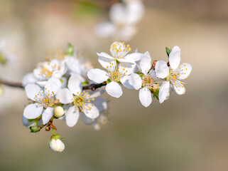 Blooming tree branch, white blossoms, spring, awakening of nature.