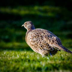 Hen pheasant in three-quarter profile away from camera