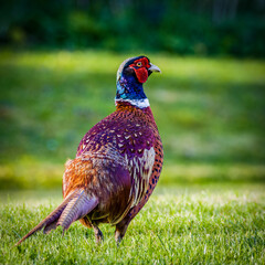 Cock pheasant in profile