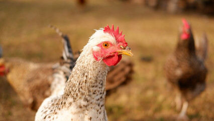 Chicken grazes on a farm in the village