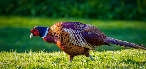Cock pheasant in profile walking 