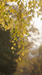 vertical shot of birch tree branch in autumn