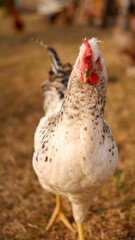 Chicken grazes on a farm in the village