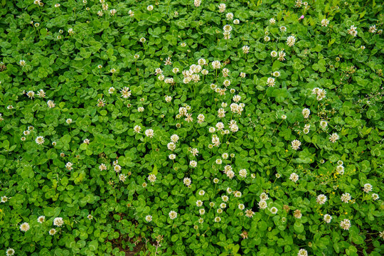 三つ葉のクローバー Images Browse 170 Stock Photos Vectors And Video Adobe Stock