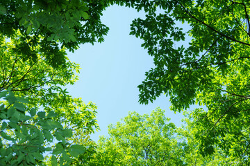 新緑と澄んだ青空