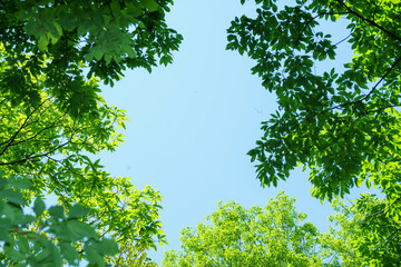 新緑と澄んだ青空