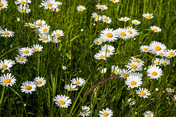 a blossoming camomiles on the meadow