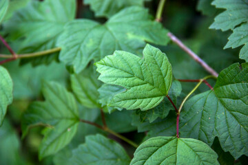Fototapeta na wymiar a green leaves background