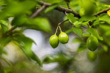 a green unripe fruits of an plum tree