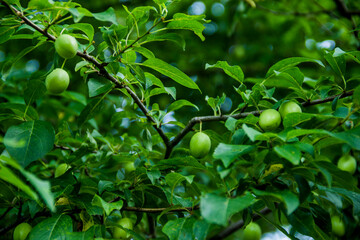 a green unripe fruits of an plum tree