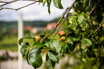 a red and green unripe fruits of an apple tree