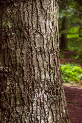 trunk of a spruce tree