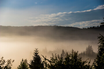 misty forest landscape in Carpathians, Ukraine
