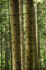 trunks of a spruce tree