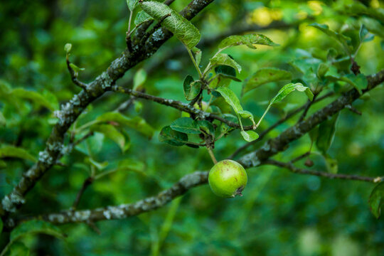 a green unripe fruits of an apple tree