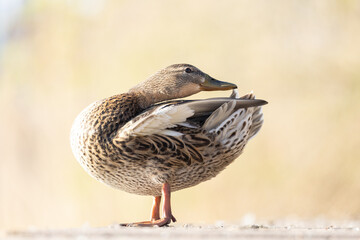 Stockente im Abendlicht