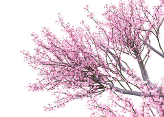 3D Blooming Sakura branches