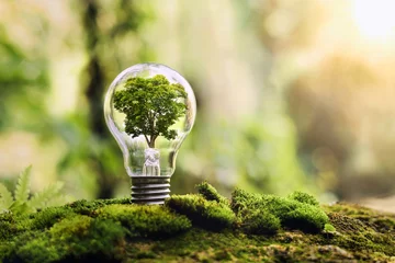 Fotobehang tree growing on light bulb with sunshine in nature. saving energy and eco concept © lovelyday12