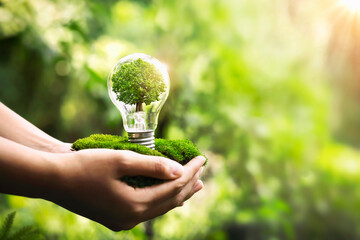 hand holding light bulb with tree growing and sunshine in nature. save energy and protect environment eco concept - obrazy, fototapety, plakaty