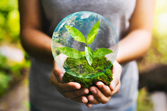 hand holding globe with young plant growing and sunshine in nature. concept save earth.Elements of this image furnished NASA