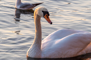Obraz premium Beautiful View Of A Graceful Swan In Lake
