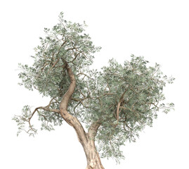 3D Olive tree isolated