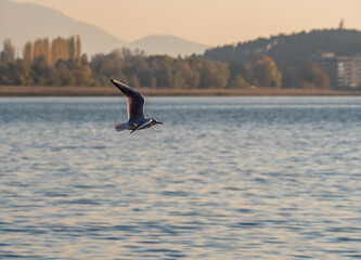 Fototapeta premium gulls fly over lake Ohrid