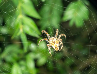 large orb weaver spider on its web in a garden