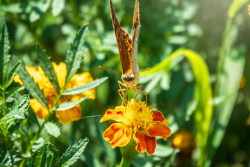 The dark green fritillary butterfly collects nectar on flower. Speyeria aglaja is a species of butterfly in the family Nymphalidae.