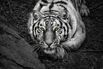 Closeup of Siberian tiger ( Amur tiger ) - obrazy, fototapety, plakaty