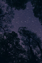 森の中からみた星空（Starry sky seen from the woods）