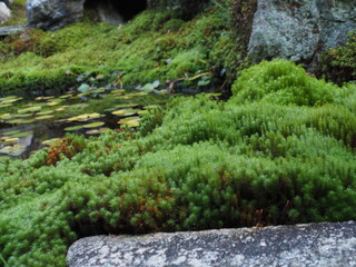 庭園の苔