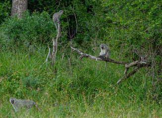 Grünmeerkatze im Naturreservat Hluhluwe Nationalpark Südafrika