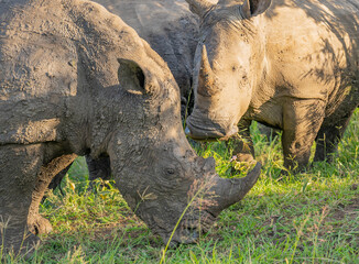 Nashorn im Naturreservat Hluhluwe Nationalpark Südafrika